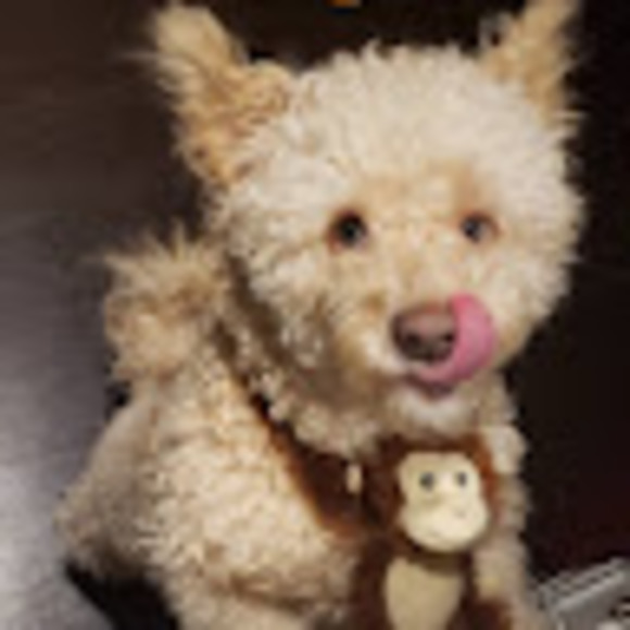 Meet your Posher, Carlitos - Picture 1 of 1